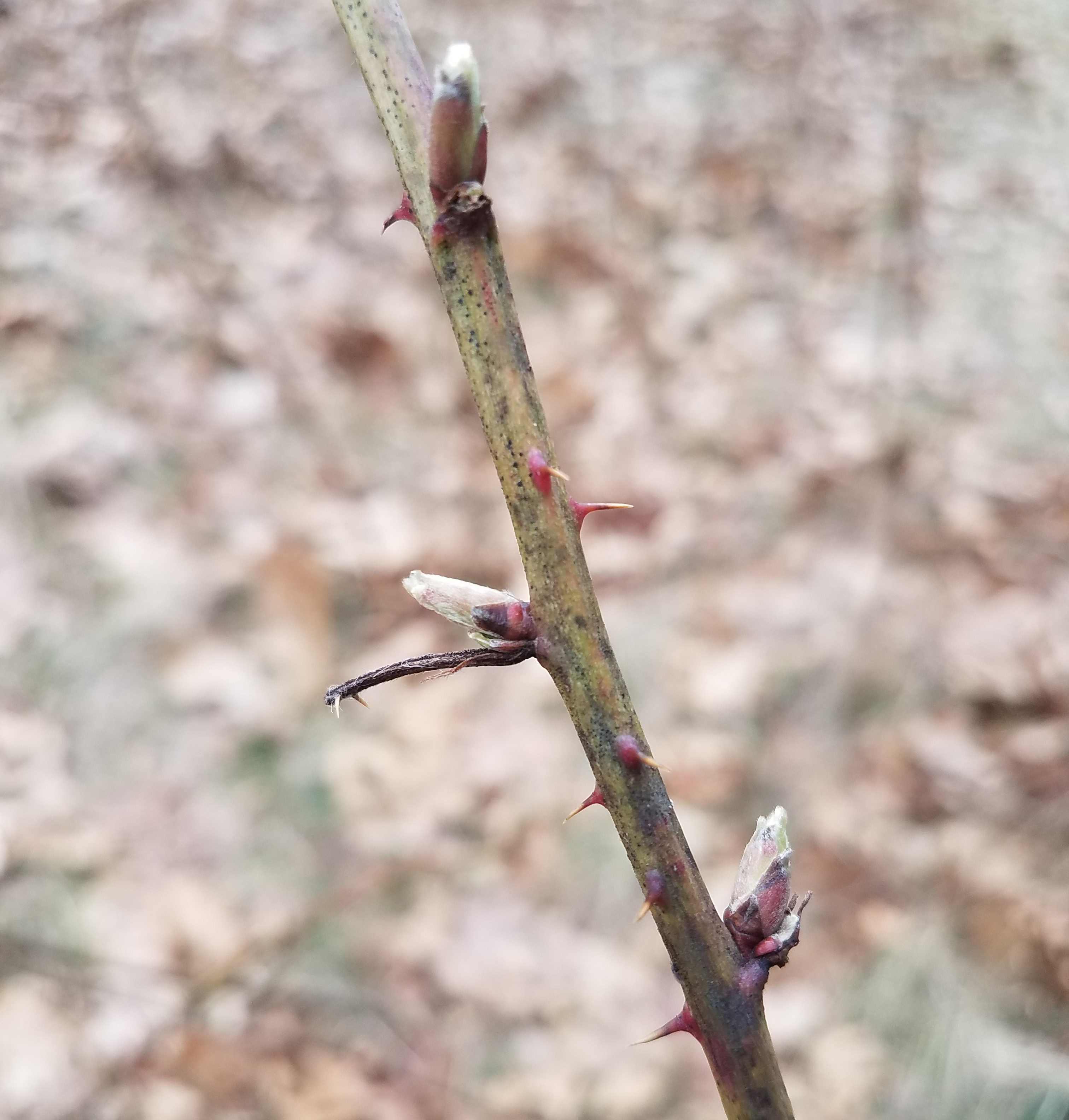 Blackberry buds